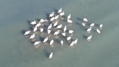 Flamingolar kışı Van'da geçiriyor