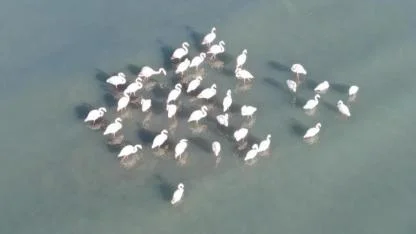 Flamingolar kışı Van'da geçiriyor