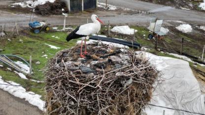 Göç etmeyen leylek köyün simgesi oldu