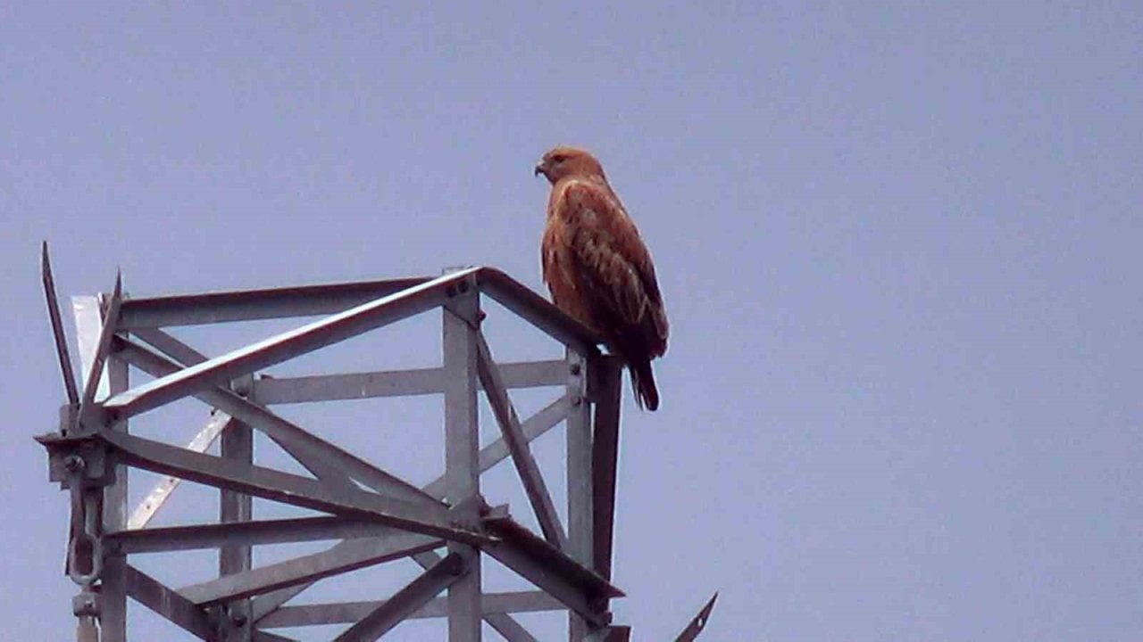 Iğdır’da Kızıl Şahin görüntülendi