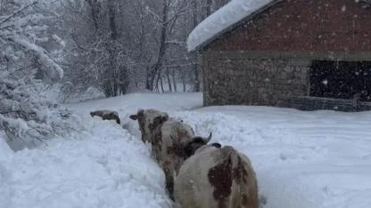 İnekler 1,5 metreyi aşan karda adeta kayboldu