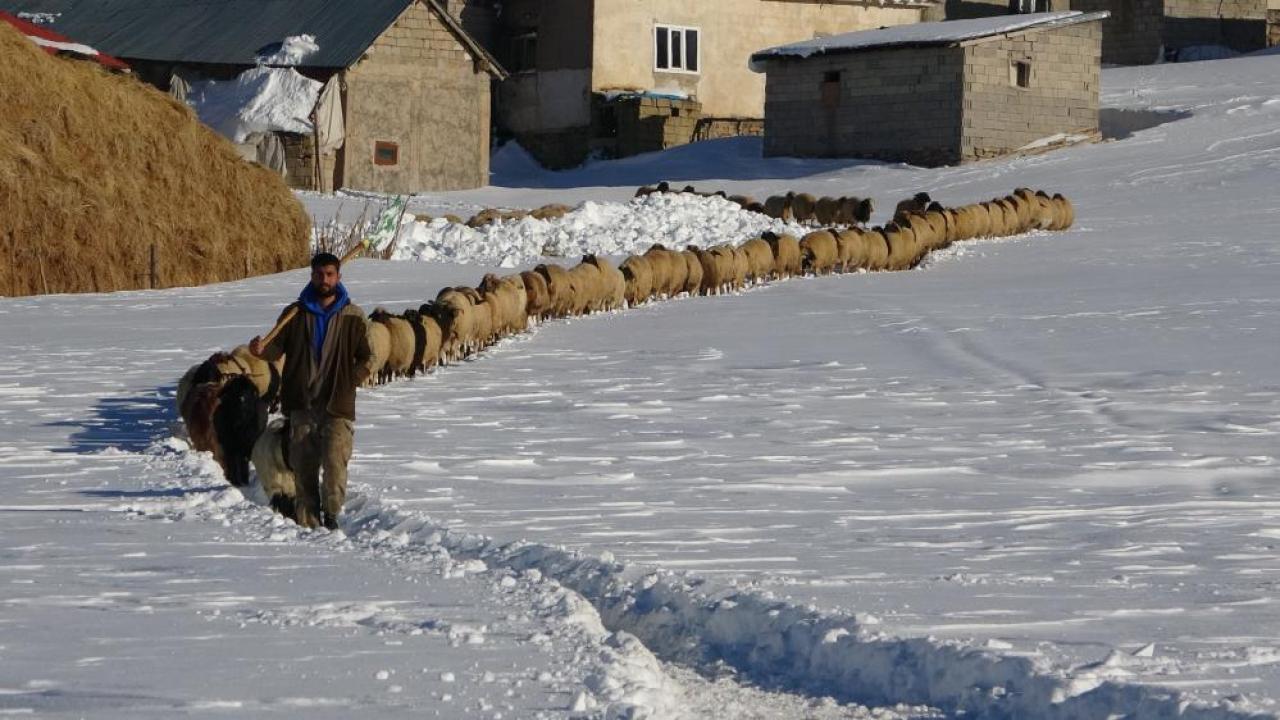 Kar ve soğuğa meydan okuyan besiciler