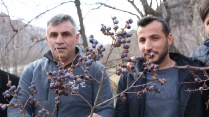 Kara hurmayı Şubat ayında dalından yiyorlar