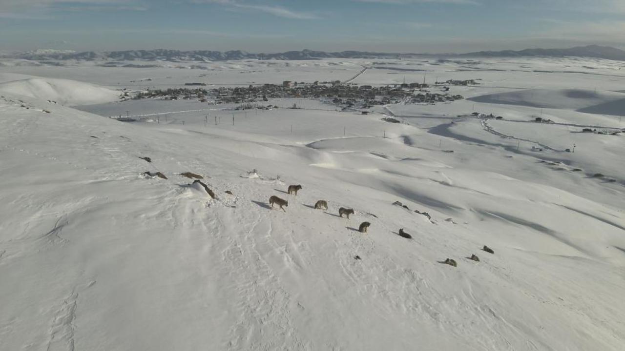 Karayazı’da kurt sürüsü gündüz vakti görüntülendi
