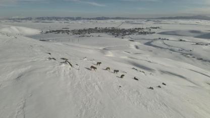 Aç kalan kurtlar yerleşim yerine indi
