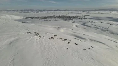 Aç kalan kurtlar yerleşim yerine indi