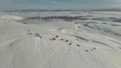 Karayazı’da kurt sürüsü gündüz vakti görüntülendi