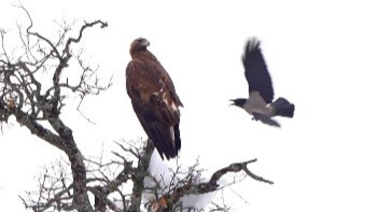 Karga ile kartalın sıra dışı oyunu kamerada