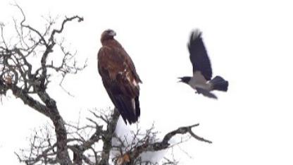 Karga ile kartalın sıra dışı oyunu kamerada