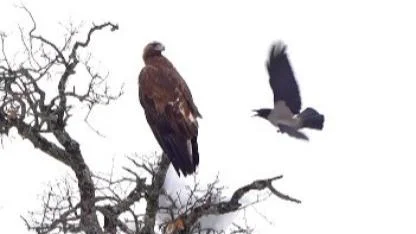 Karga ile kartalın sıra dışı oyunu kamerada