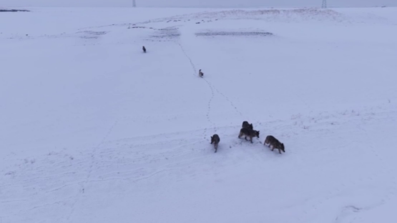 Karla kaplı arazide dolaşan kurtlar kameraya yansıdı