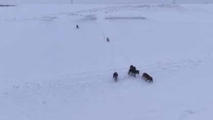 Karla kaplı arazide dolaşan kurtlar kameraya yansıdı