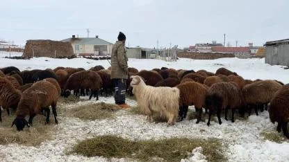 Kars’ta besicilerin dondurucu soğukta üretim mücadelesi