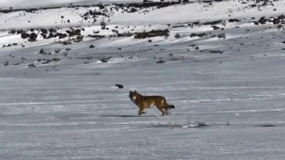 Kars’ta hareket halindeki aracı takip eden kurt kameraya yansıdı