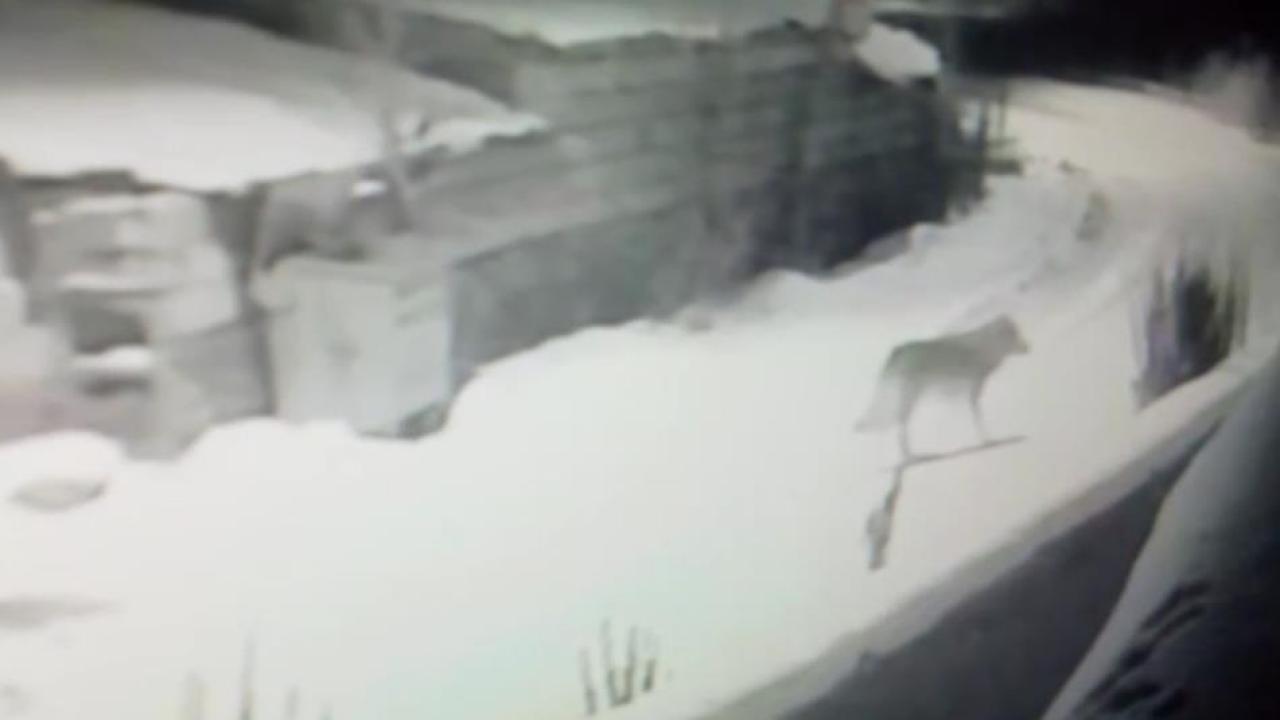 Kars’ta kurtlar köylerde cirit atıyor