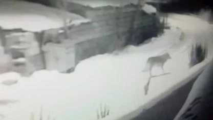 Kars’ta kurtların köy nöbeti kamerada