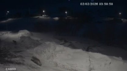 Kars’ta kurtlar köylerde cirit atıyor