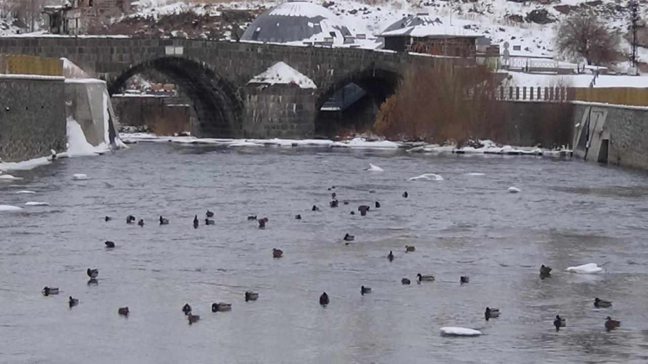 Kars’ta yaban hayatı şehre indi: Yeşilbaş ördeklerin yemek mesaisi kamerada