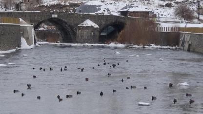 Kars Çayı’nda yaban ördekleri hareketliliği