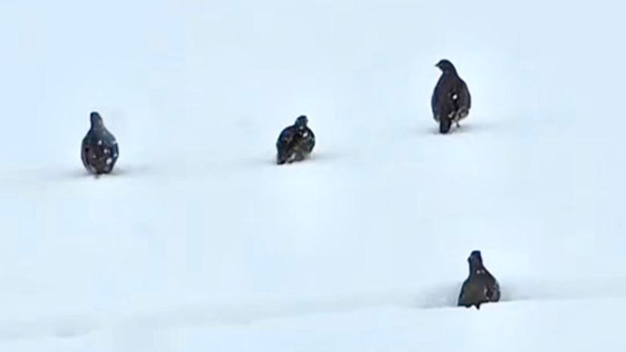 Kars’ta yaban hayatından kartpostallık görüntü