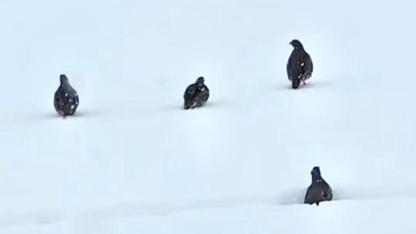 Kars’ta yaban hayatından kartpostallık görüntü