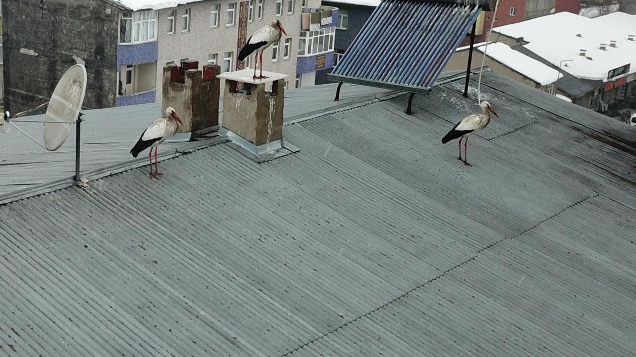 Kış ortasında leylek sürprizi