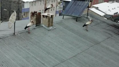 Kış ortasında leylek sürprizi