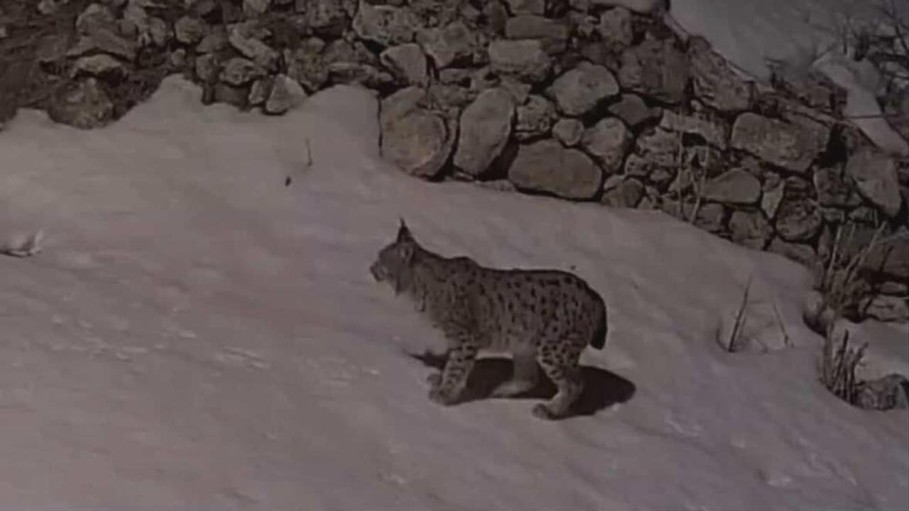Köyde yiyecek arayan vaşak kameraya yansıdı