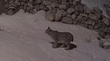 Köyde yiyecek arayan vaşak kameraya yansıdı