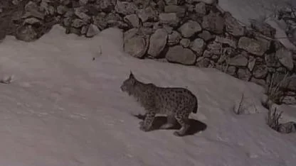 Köyde yiyecek arayan vaşak kameraya yansıdı