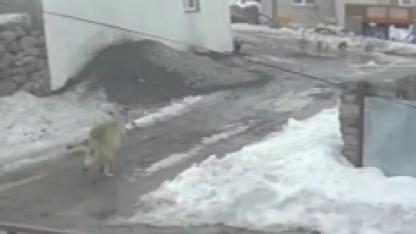 Kurdun kaz avı kameraya yansıdı