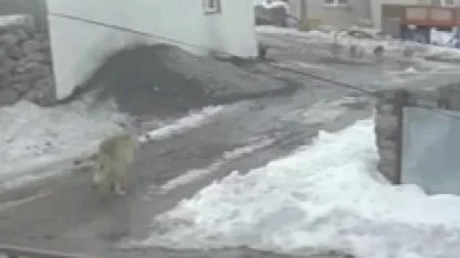 Kurdun kaz avı kameraya yansıdı