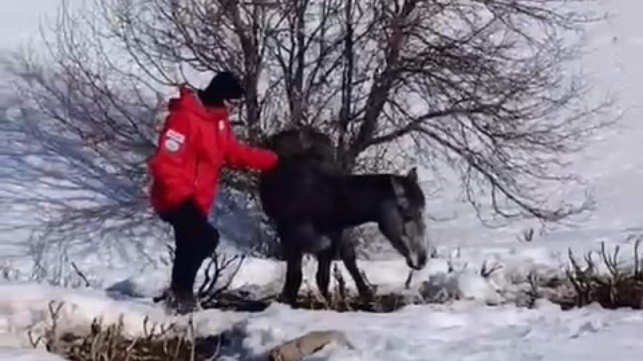 Kurt saldırısına uğrayan at kurtarıldı