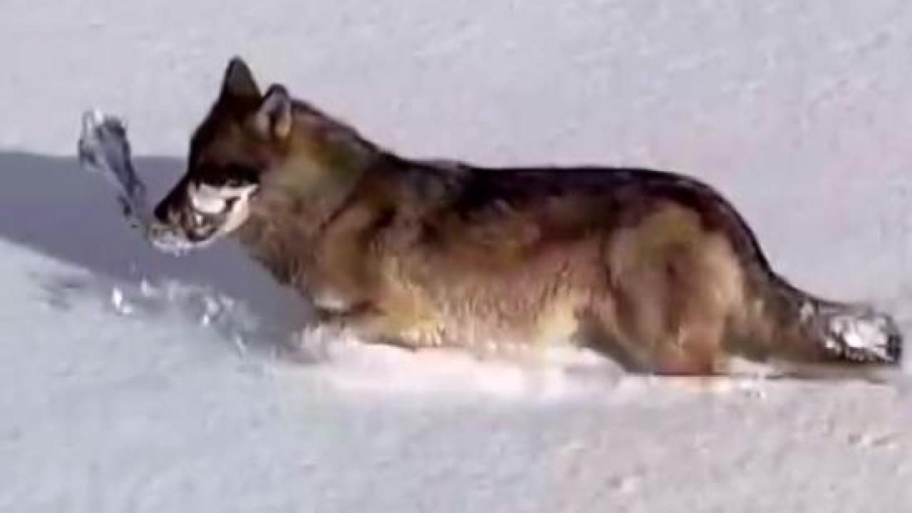 Kurtlar karlı arazide ağzında kemikle görüntülendi