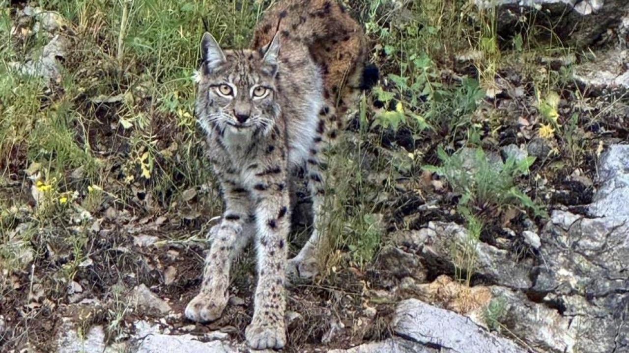 Nesli tehlike altındaki vaşak kamerada