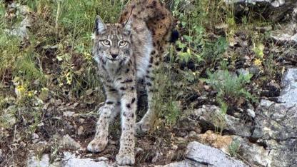 Nesli tehlike altındaki vaşak kamerada