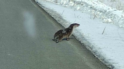 Nesli tehlikede olan su samuru yolunu kaybetti, kara yoluna indi