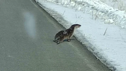 Nesli tehlikede olan su samuru yolunu kaybetti, kara yoluna indi