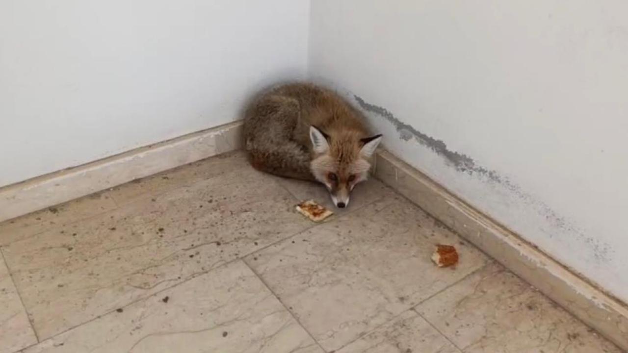 Okula giren tilki şaşırttı