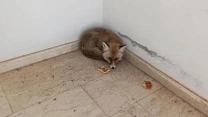 Okula giren tilki şaşırttı