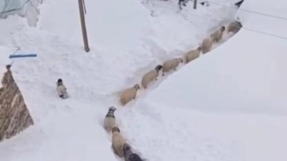 Köylerde hayat canlandı