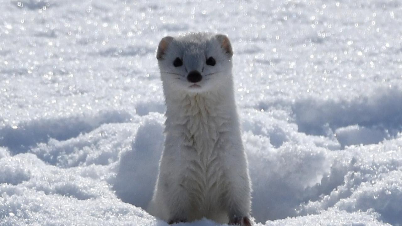 Sarıkamış’ta beyaz gelincik görüntülendi