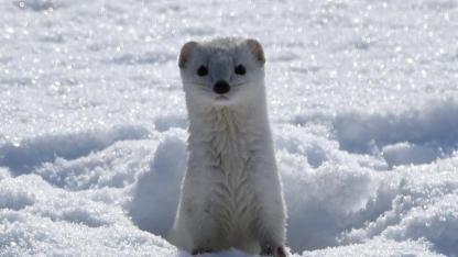 Sarıkamış’ta beyaz gelincik görüntülendi