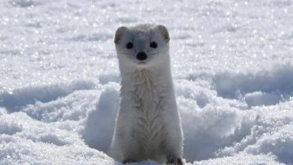 Sarıkamış’ta beyaz gelincik görüntülendi