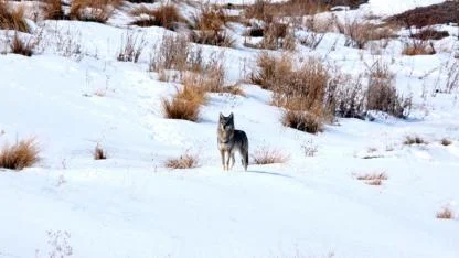 Sarıkamış’ta kurtların kış davranışları araştırılıyor
