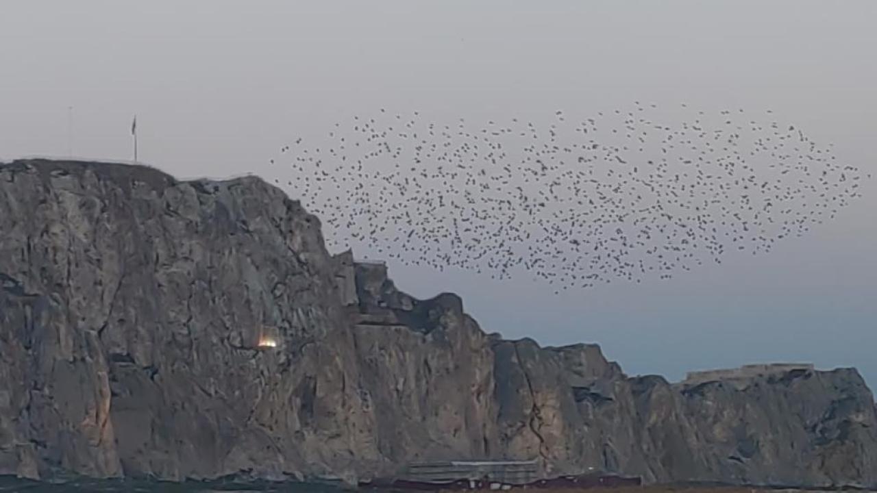 Tarihi kale üzerinde doğa şovu