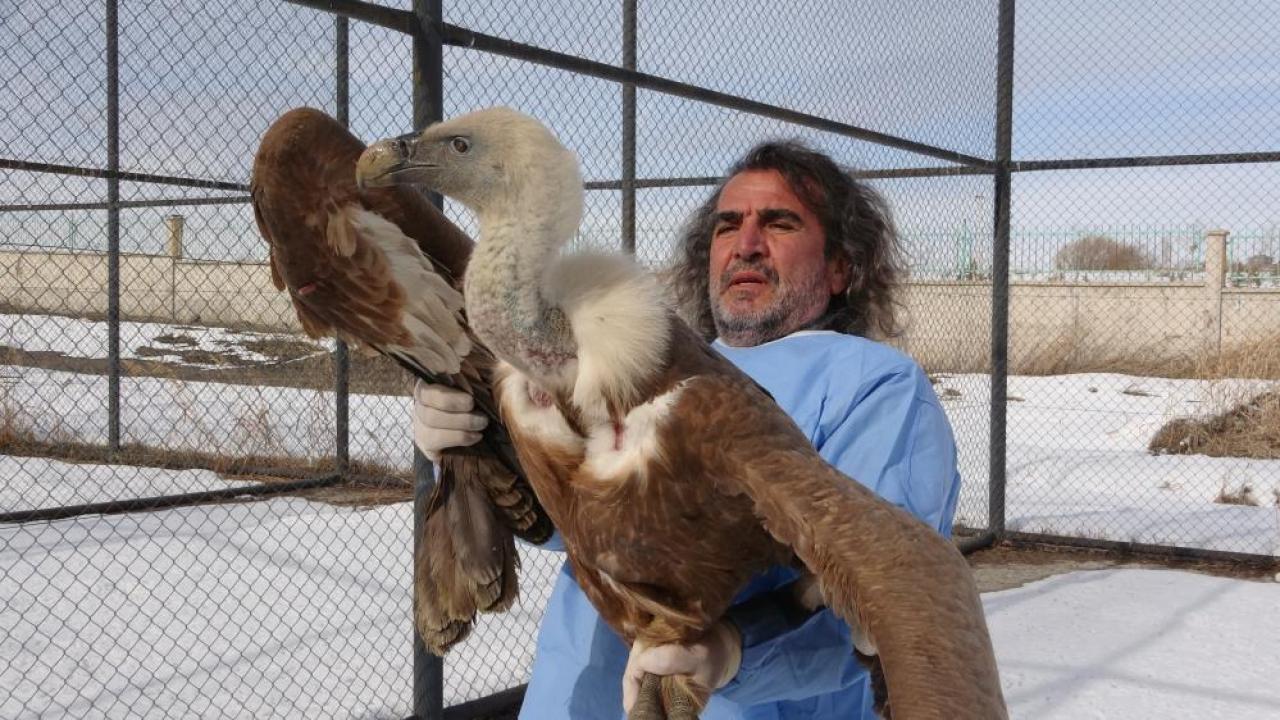 Tedavisi tamamlanan yırtıcı kuşlar doğaya dönüyor
