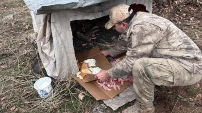 Terk edilen yavru köpekler jandarma korumasında