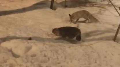 Tilki ile kedinin barış içinde beslenmesi şaşırttı