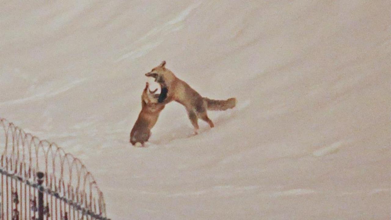 Tilkiler yerleşim alanında görüntülendi